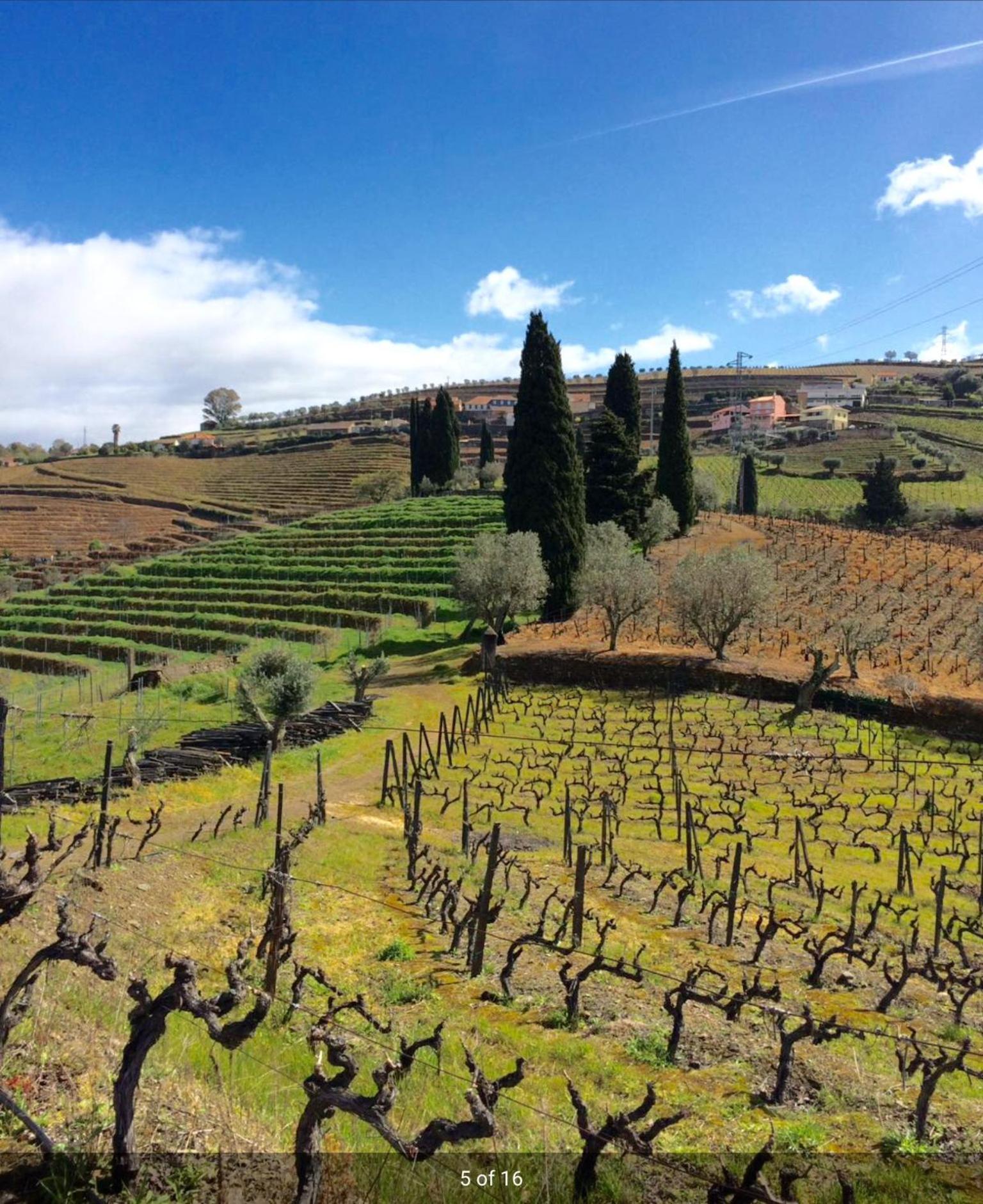 Quinta Do Fojo Bed & Breakfast Lamego Dış mekan fotoğraf