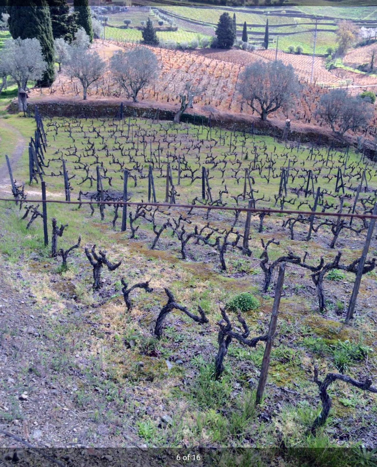 Quinta Do Fojo Bed & Breakfast Lamego Dış mekan fotoğraf